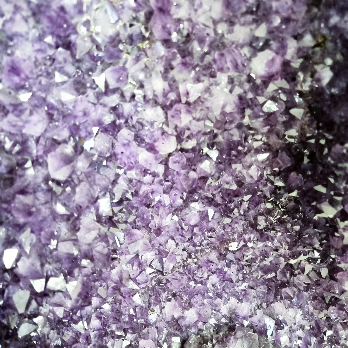 Makro bližnji posnetek goste skupine ametistovih konic, zaznamovanih z intenzivnimi vijoličnimi odtenki.